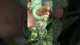 Why do snakes have S-shaped necks?