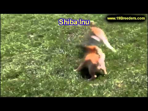 Shiba Inu, Puppies, For, Sale, In, Butte Silver Bow, Montana, MT, Helena, Havre, Kalispell