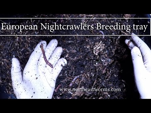 European Nightcrawlers Breeding Tray - Update 5/12/2021 - feeding Cow Manure