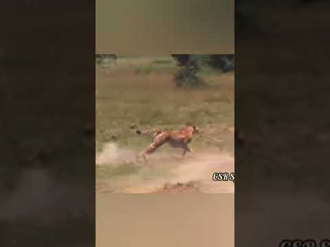 チーターのスピードはガゼルには速すぎる