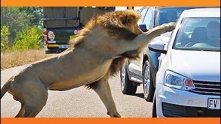 Lion Shows Tourist Why Windows Should be Closed!
