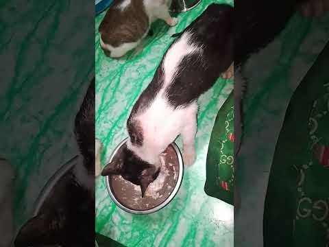 #mentionedyou #cat #kitten #cats #babycat #furmommy