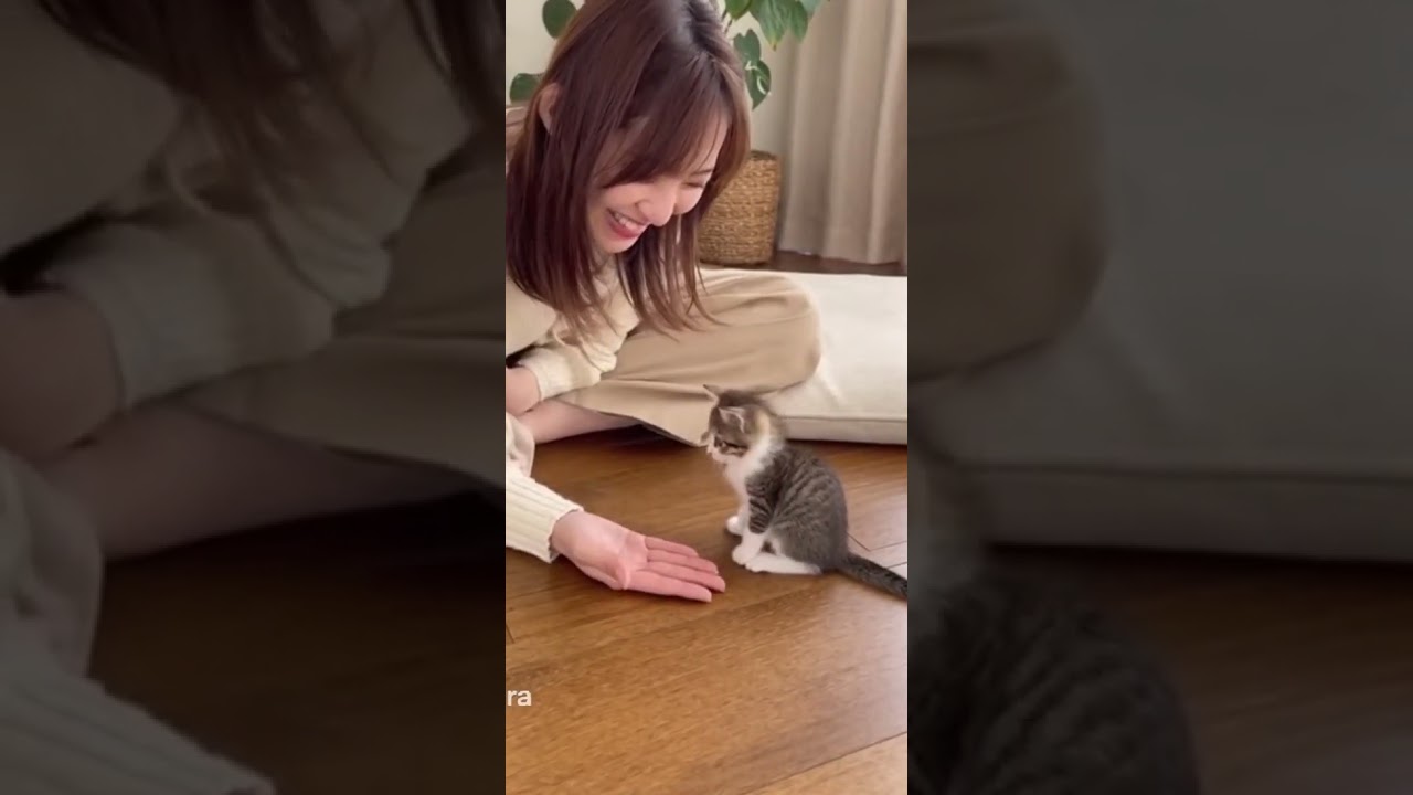 お手？する子猫　猫の癒し