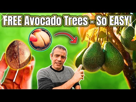 How To Grow An Avocado Tree From Seed - EASY AND FAST!