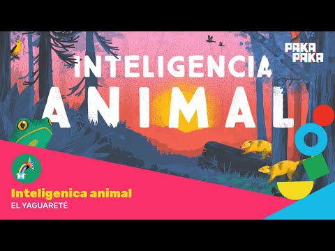 Inteligencia Animal - Cap. 13: El yaguareté - Pakapaka