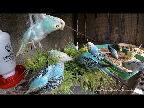 Birds and Wheat Grass - Parakeets, Lovebirds, Java Sparrows