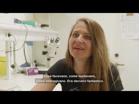 Fish in troubled waters - Velizara