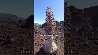 Maui’s best day hike 🌋 #maui #haleakalanationalpark #mauitravel #thingstodoinmaui #besthikes