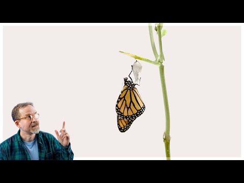 Buddhism: "If There Is No Self, What Is Reborn?"