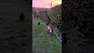 de bon matin à la campagne #campagne #vlog #maman #animal