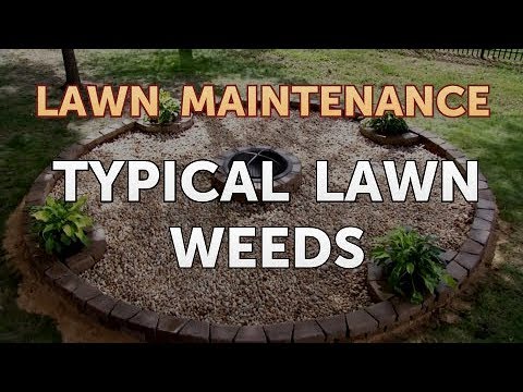 Typical Lawn Weeds