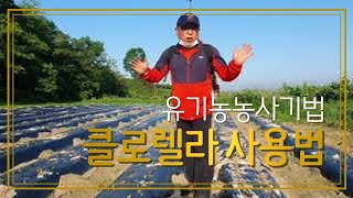 클로렐라 옆면시비 / 클로렐라사용법