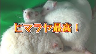 ファンシーラットを繁殖させて気が付いたよ。ヒマラヤ多いって(ゆっくり実況音声あり)