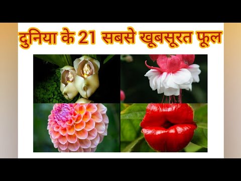 Top 21 most beautiful flowers in the world 🌹