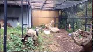 Leopard attack! Wait for it!