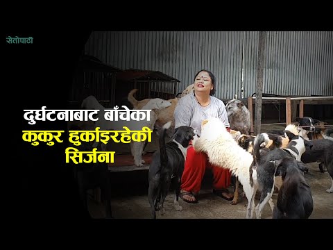 २५० वटा कुकुरकी 'आमा' भन्छिन्ः यिनीहरूको रेखदेखमै आफ्ना चार वटा घर बेचिसकेँ || Sirjana Thakuri ||