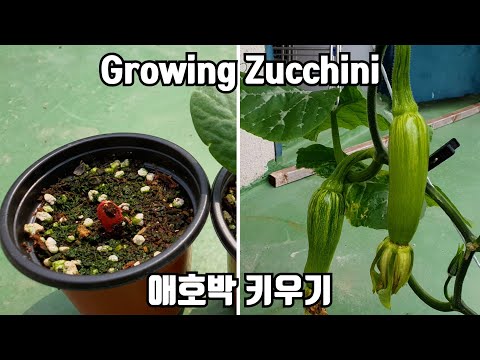 , title : '애호박 키우기 : 씨앗 파종부터 수확까지 / How to Grow Zucchini(Courgettes) from Sowing to Harvest'