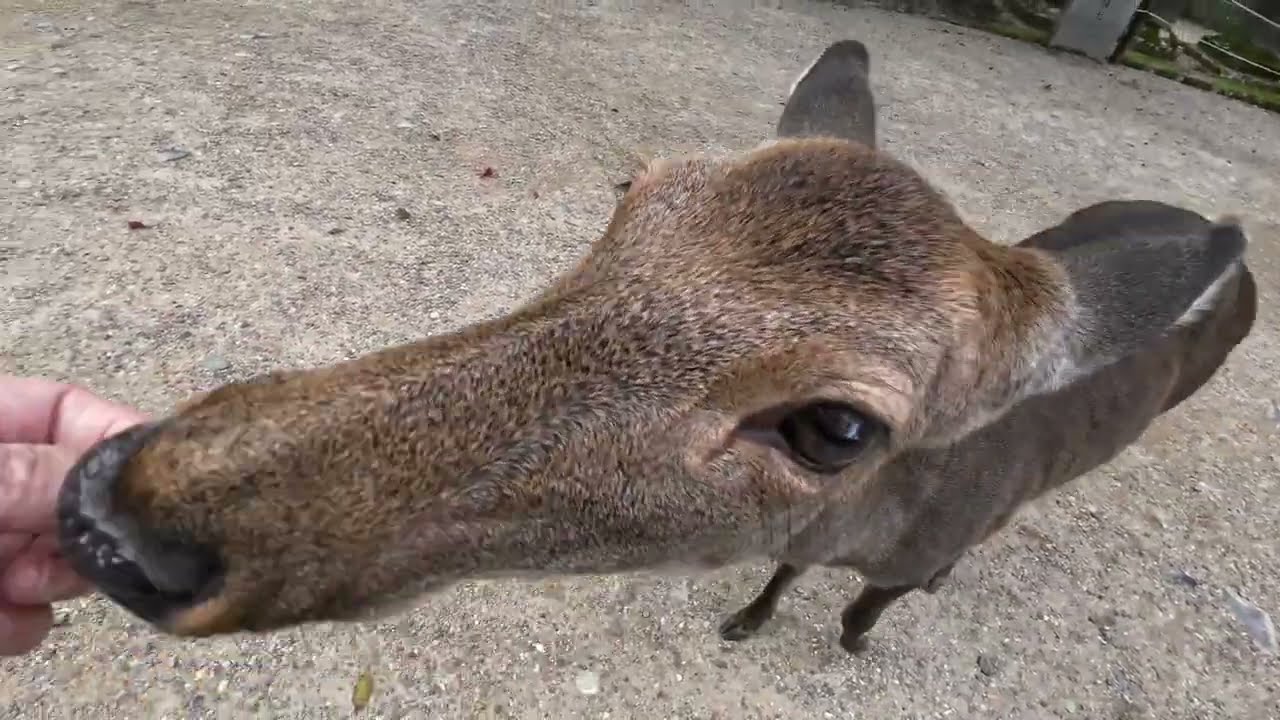 冷え込んできた奈良公園と鹿さん