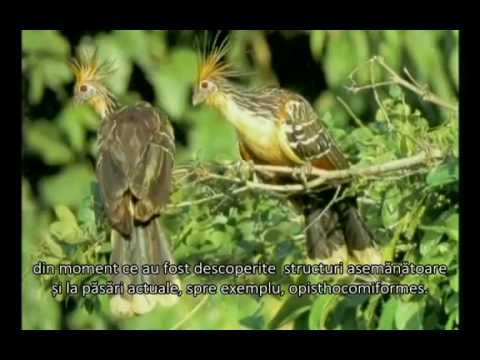 Destramarea Darwinismului (Teoria Evolutiei) - 5