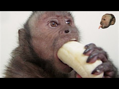 Capuchin Monkey & Mushy Banana