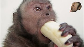 Capuchin Monkey &amp; Mushy Banana