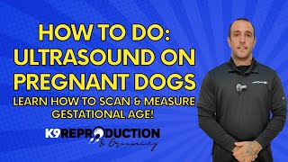 How to Do Ultrasound on Pregnant Dogs: Quick Guide to Scanning & Measure Puppy Gestational Age!