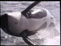 Free Willy 2 The Adventure Home 1995 Teaser VHS Capture