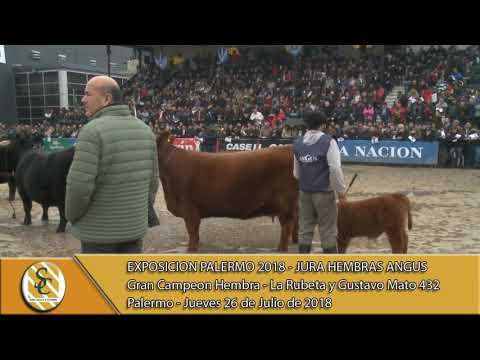 26-07-18 Gran Campeon Hembra - Jura Hembra Angus - Palermo