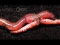 Earthworm Love Is Cuddly ... and Complicated | Deep Look