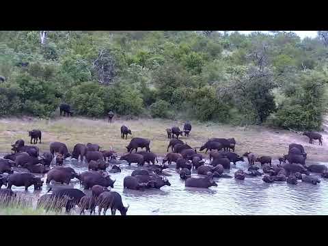 Djuma: Large Buffalo herd-Pt:1 - 16:27 - 01/17/2023