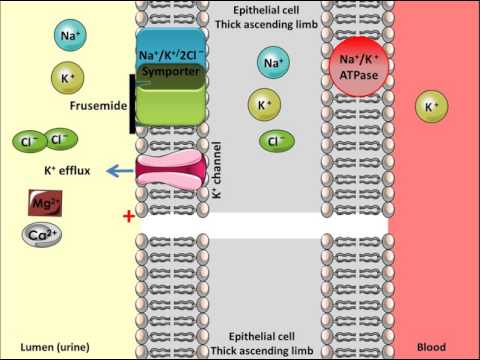 Frusemide - Mechanism of Action