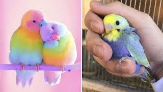 Smart And Funny Parrots Parrot Talking Videos Compilation (2024) - Cute Birds #11