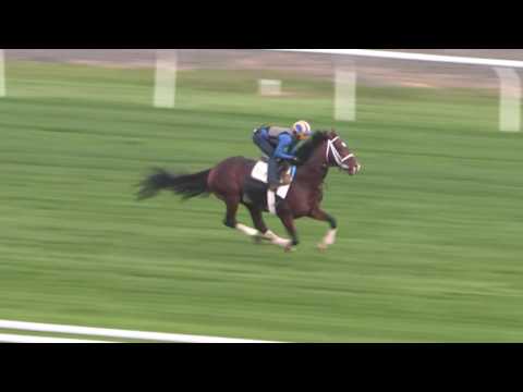 BREEDERS' CUP WORKOUT: Ectot (10/30/16)