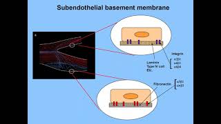 Matrix Remodeling and Integrin Signaling in Endothelial Function and Dysfunction