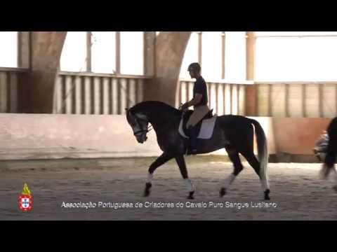 20/06/29 2 Maestro - Projecto para Cavalos Lusitanos Jovens no Ensino