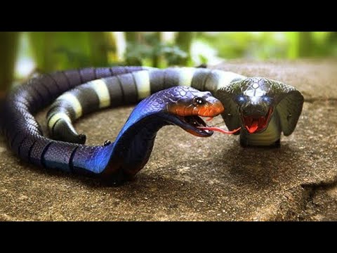 RC Fastest Naja Black King Cobra Unboxing & Testing - Chatpat toy tv