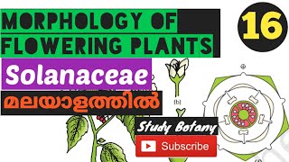 SOLANACEAE FAMILY MORPHOLOGY OF FLOWERING PLANTS CLASS 11 BIOLOGY MALAYALATHILSTUDY BOTANY NCERT