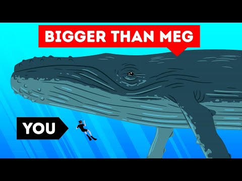 The Largest Sea Creature Ever | Size Comparison