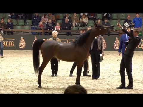 Luigi (Kanz Al Bidayer x Lolita) Presented by Tom Oben
