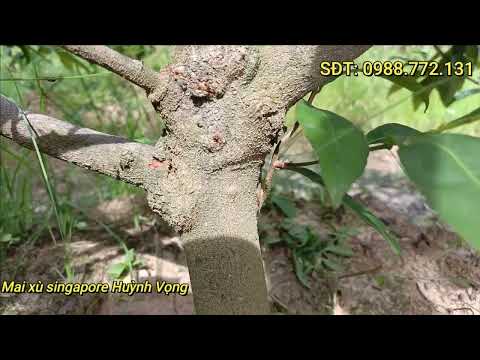 3.Mai Bung Xù Rất Đẹp Khi Đúng Tuổi|| Mai Xù Huỳnh Vọng