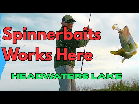 How to Fish Spinnerbaits Florida Trophy Bass | Headwaters Lake