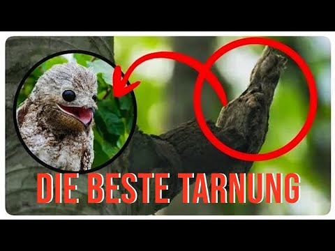 Die krassesten Tier-Tarnungen: Vom schlechtesten bis zum unsichtbaren Meister!