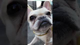 【お散歩】マイペースすぎるフレンチ・ブルドッグ #散歩 #いぬ #犬のいる暮らし