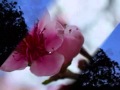 Schubert: "Abschied von der Erde" D. 829 Fischer ...