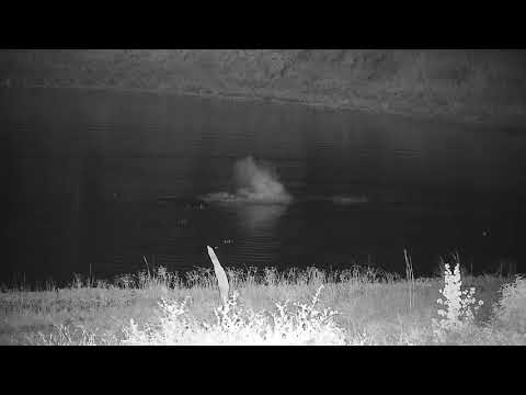 Djuma: Two Hippos in the dam - 23:36 - 01/22/2022