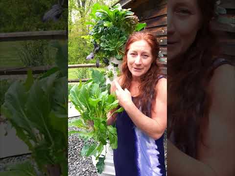 Eco-Friendly Gardening: Tips for Growing Mustard Greens Sustainably! Tower Garden