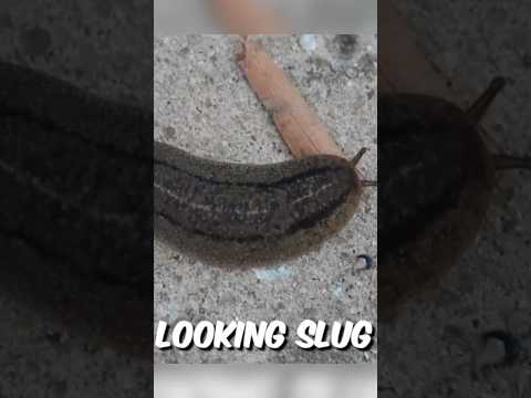 Almost Stepped on this SLUG