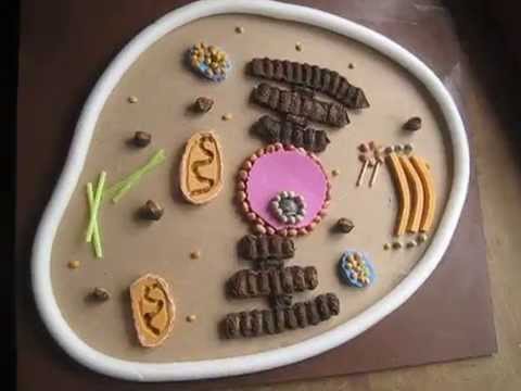 Animal cell school project model