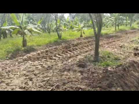 Platano Hawaiano  (Granada Meta)