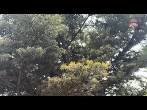 ☀️ Выходные в Приморье: погода без сюрпризов и резких перемен